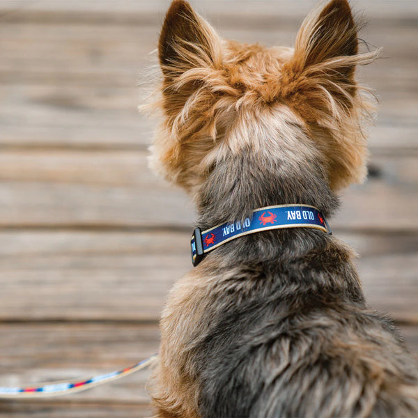 Old Bay Flag Dog Collar - M